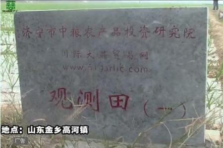 2015年金鄉(xiāng)觀測(cè)田新蒜長(zhǎng)勢(shì)記錄—“老石說(shuō)市”第十六期 (4608播放)