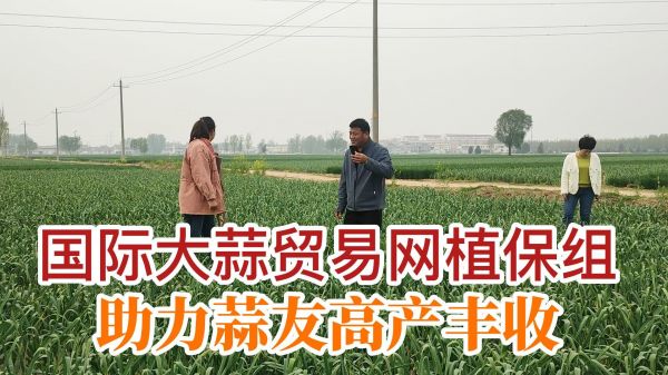 國(guó)際大蒜貿(mào)易網(wǎng)植保組助力蒜友高產(chǎn)豐收 (705播放)