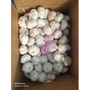 大蒜加工、出口 Garlic exporter