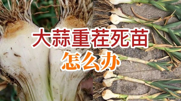 大蒜重茬死苗怎么辦 (767播放)