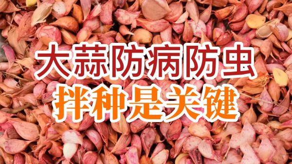 大蒜防病防蟲、拌種是關鍵 ()