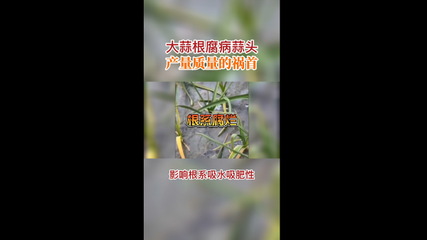 大蒜根腐病蒜頭產(chǎn)量質(zhì)量的禍?zhǔn)?(415播放)